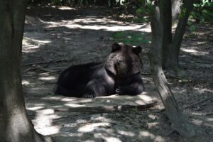 У Галицькому нацпарку розповіли про життя ведмедів, яких вивзли з Херсонського зоокутка (ФОТО)