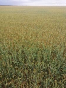 Уничтожено 50 тыс. га: в области катастрофа с урожаем