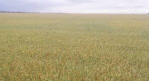 Знищено 50 тис. га: в області катастрофа з урожаєм