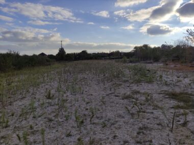 На дне Каховского водохранилища обнаружили новые виды растений